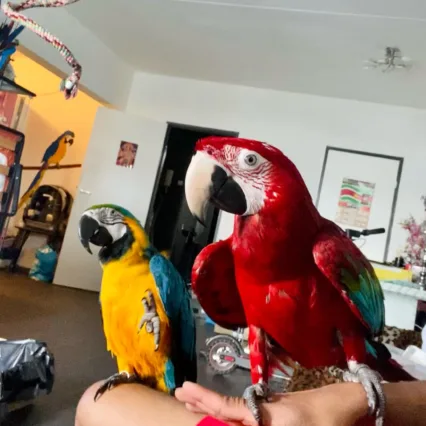 macaw parrots for sale near me