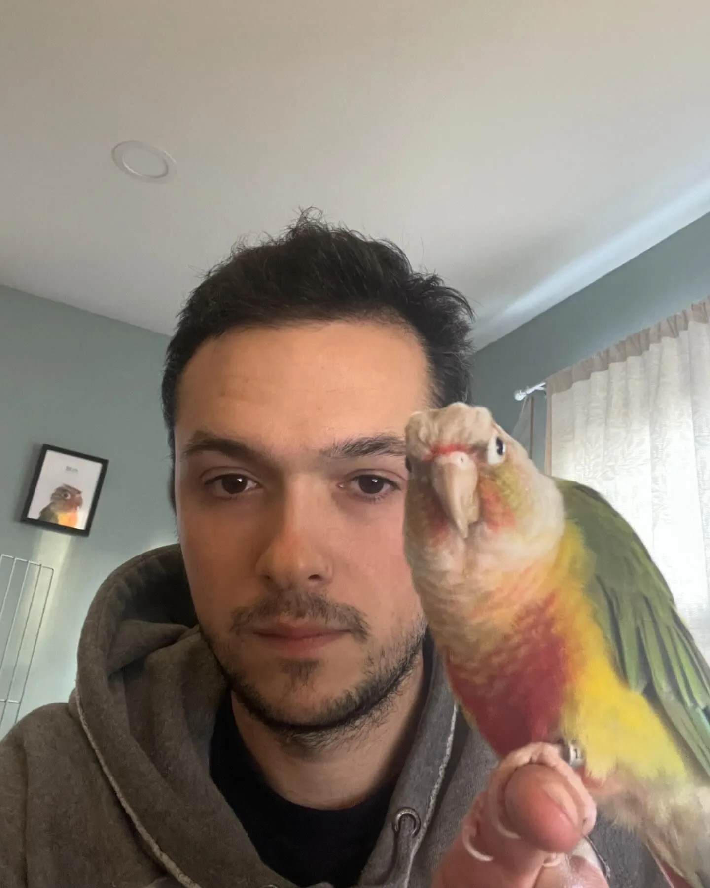 Baby Pionus Parrot