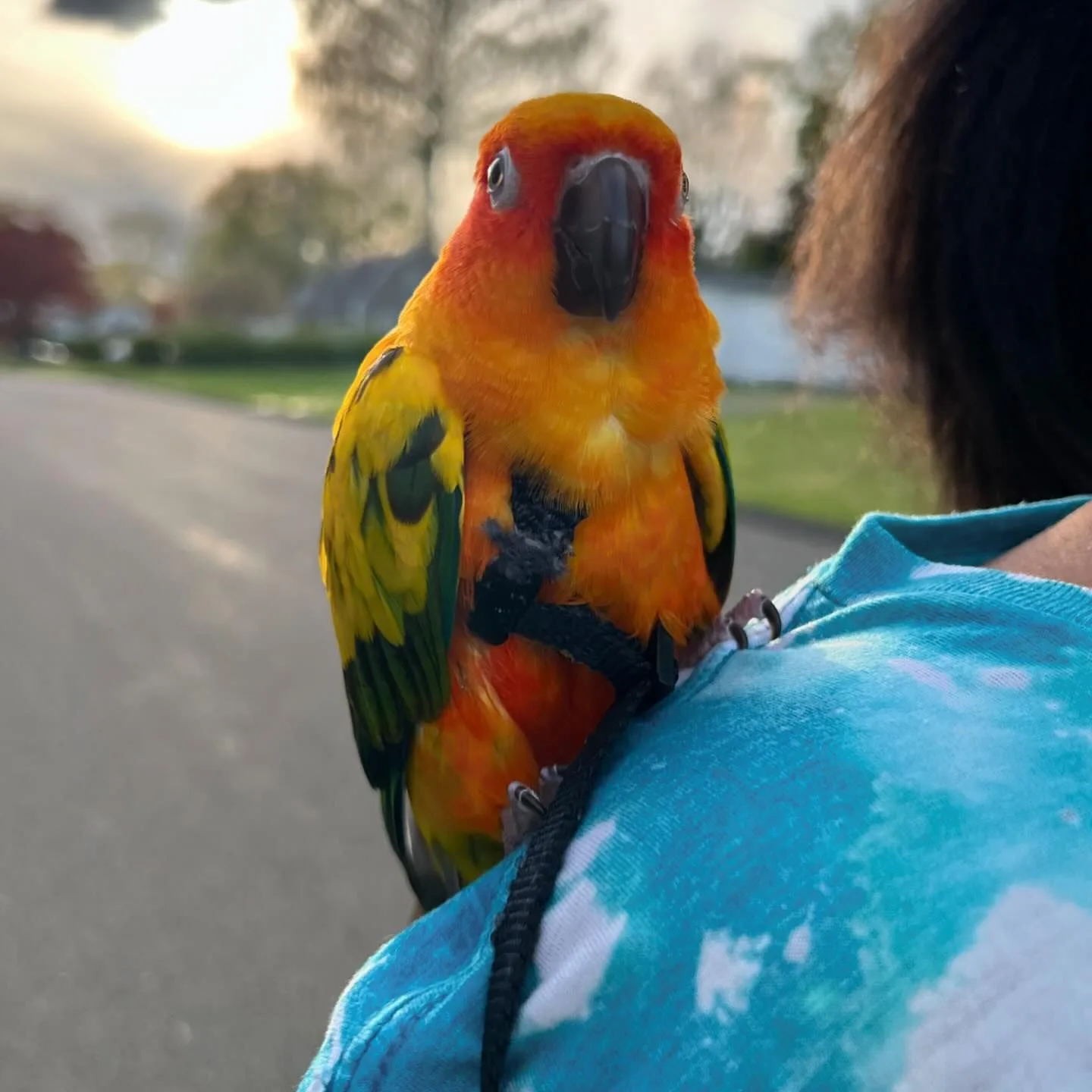 Sun Conure Parrot