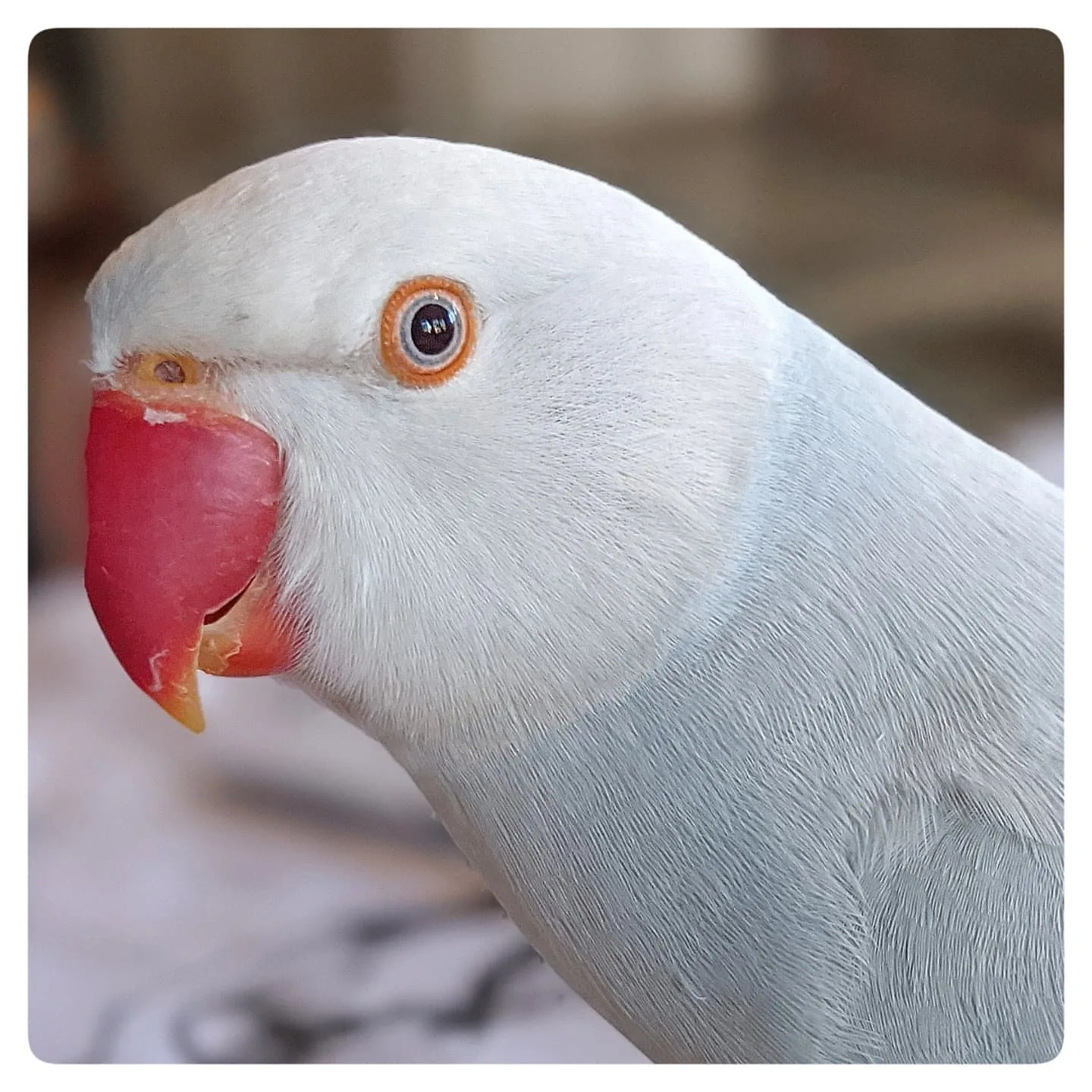 Cinnamon Cockatiel Bird