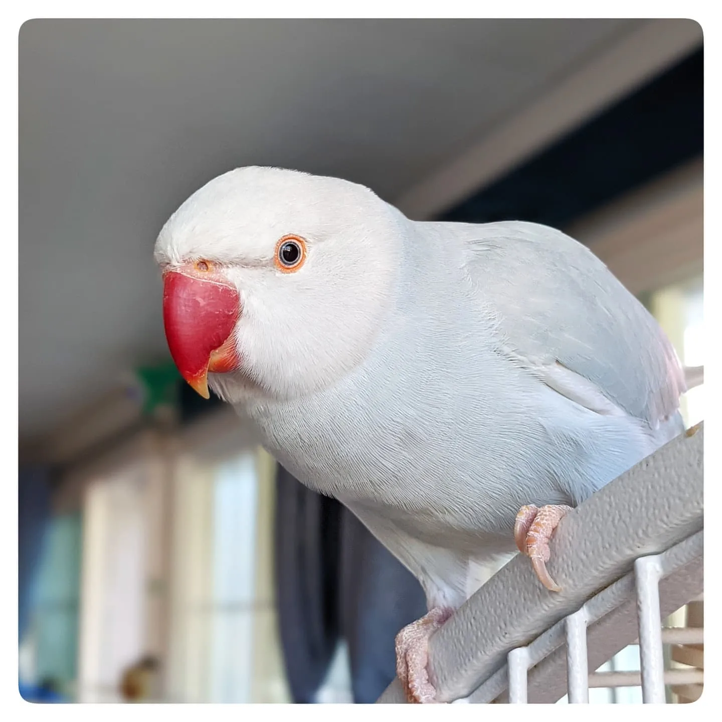 Blue Rare Cockatiel Bird