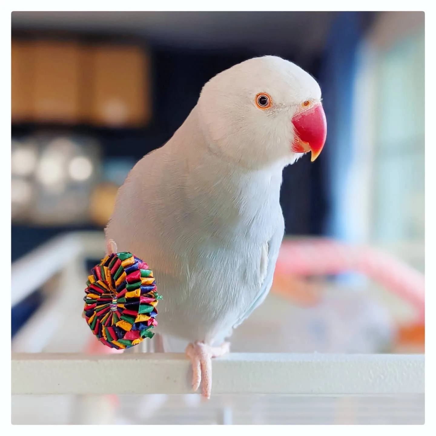 Green Cheek Conure Parrot