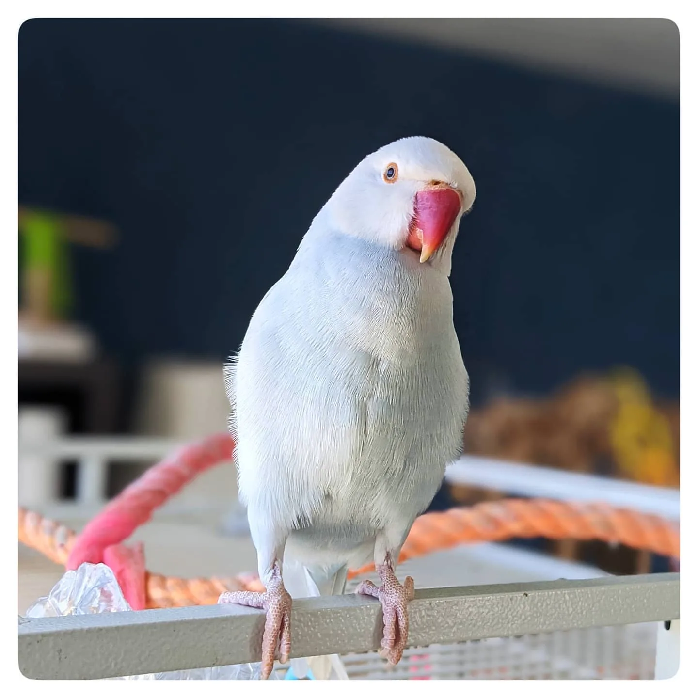 Blue Crown Conure Parrot