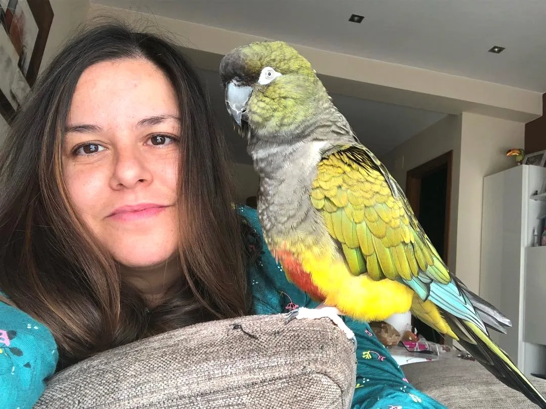 Budgerigar Parrot Training