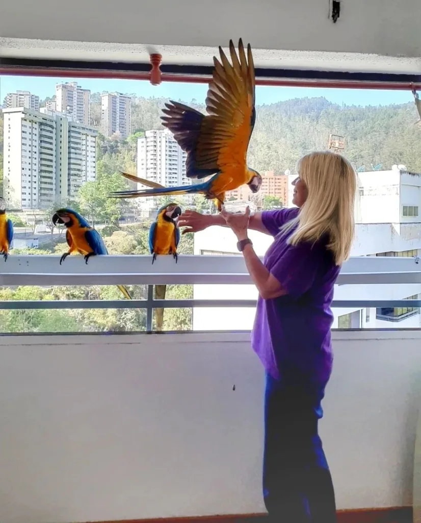 Parrots for Sale in Brazil