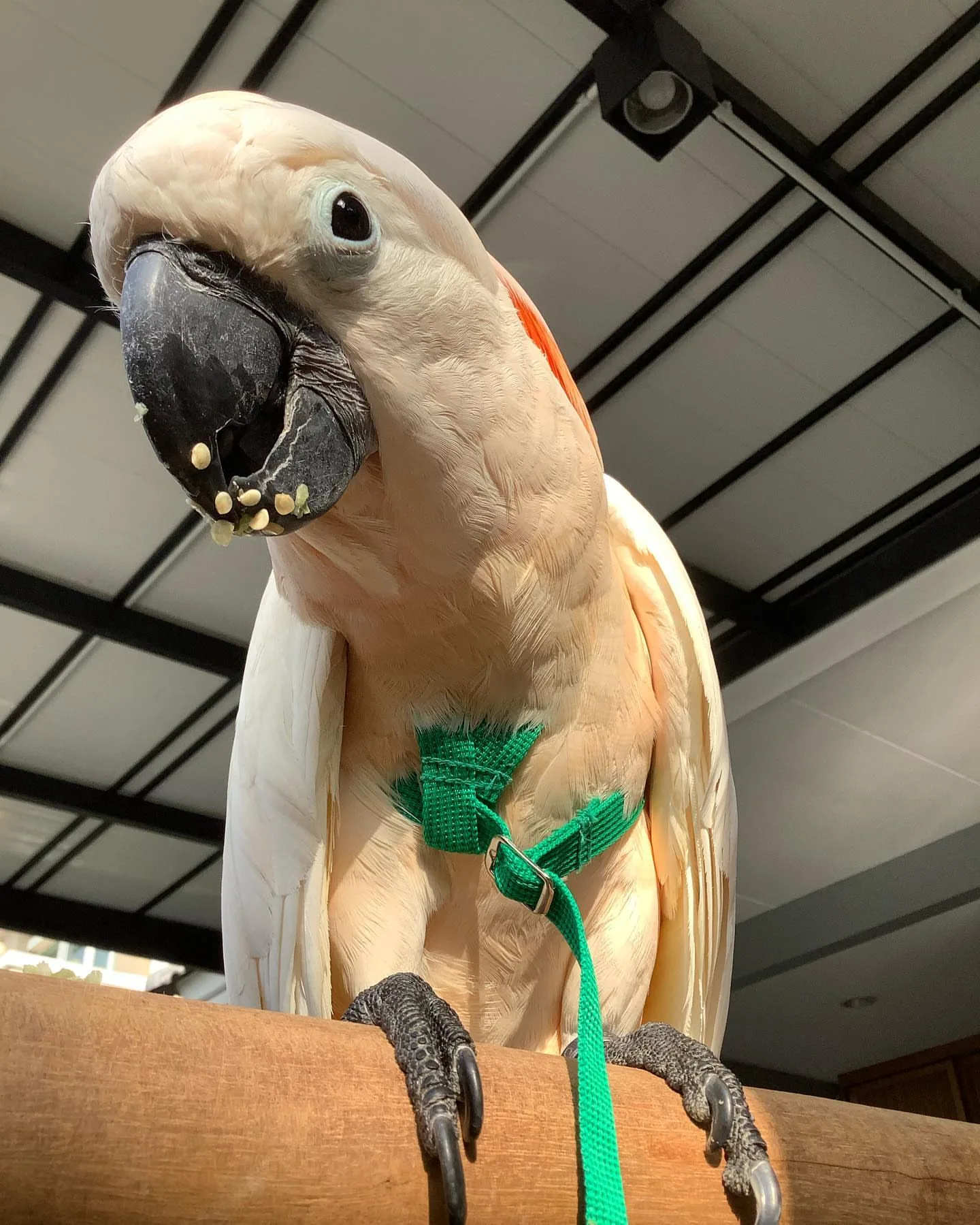 Jenday Conure Parrot