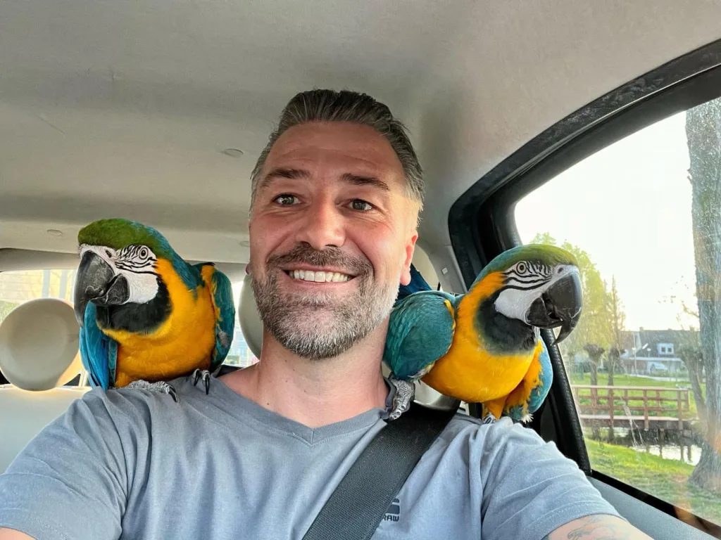 Yellow Cockatiel Bird Owners