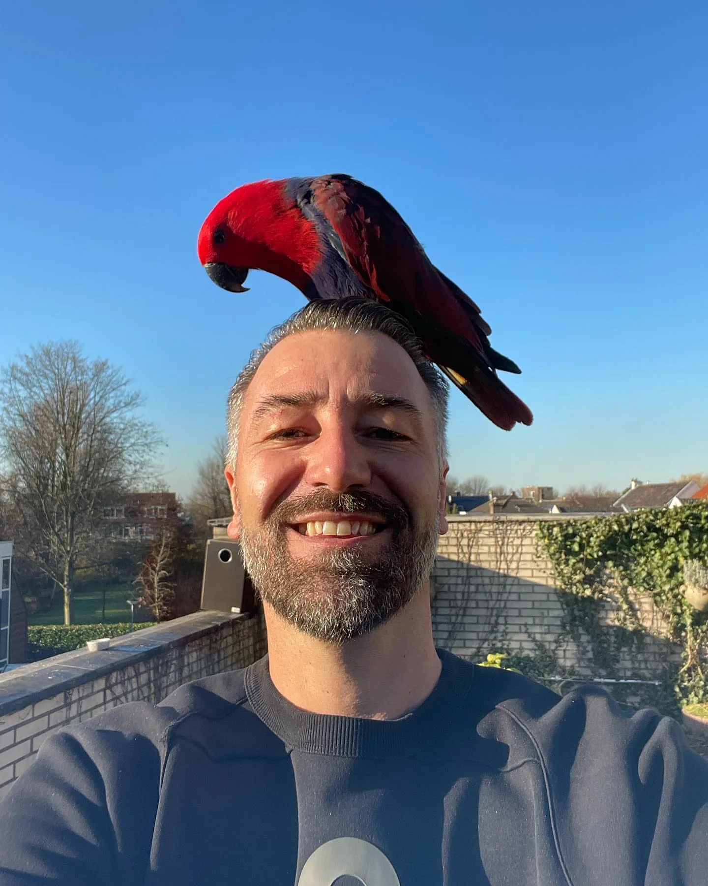 Eclectus Parrot Vosmaeri