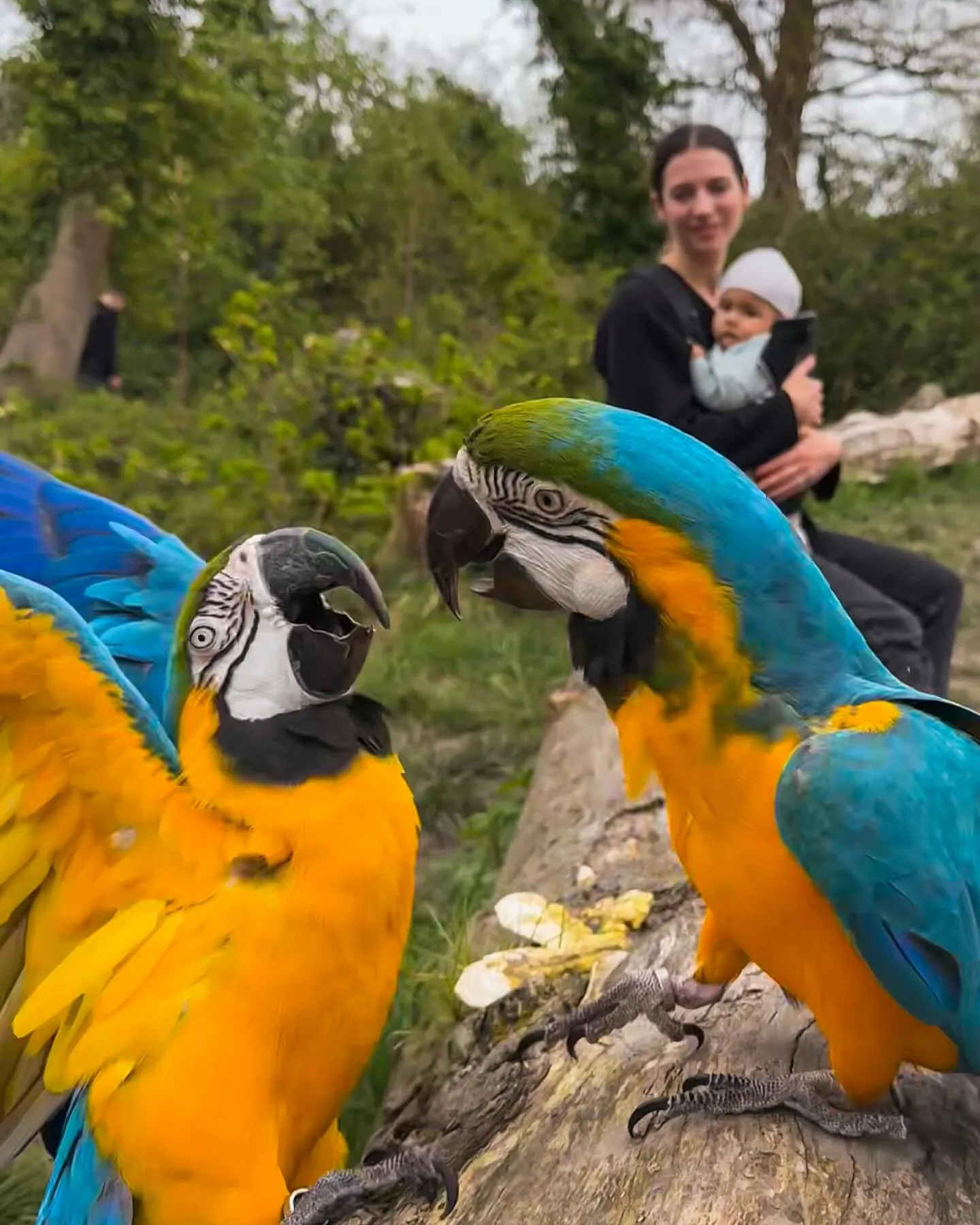 Purple Macaw Parrot