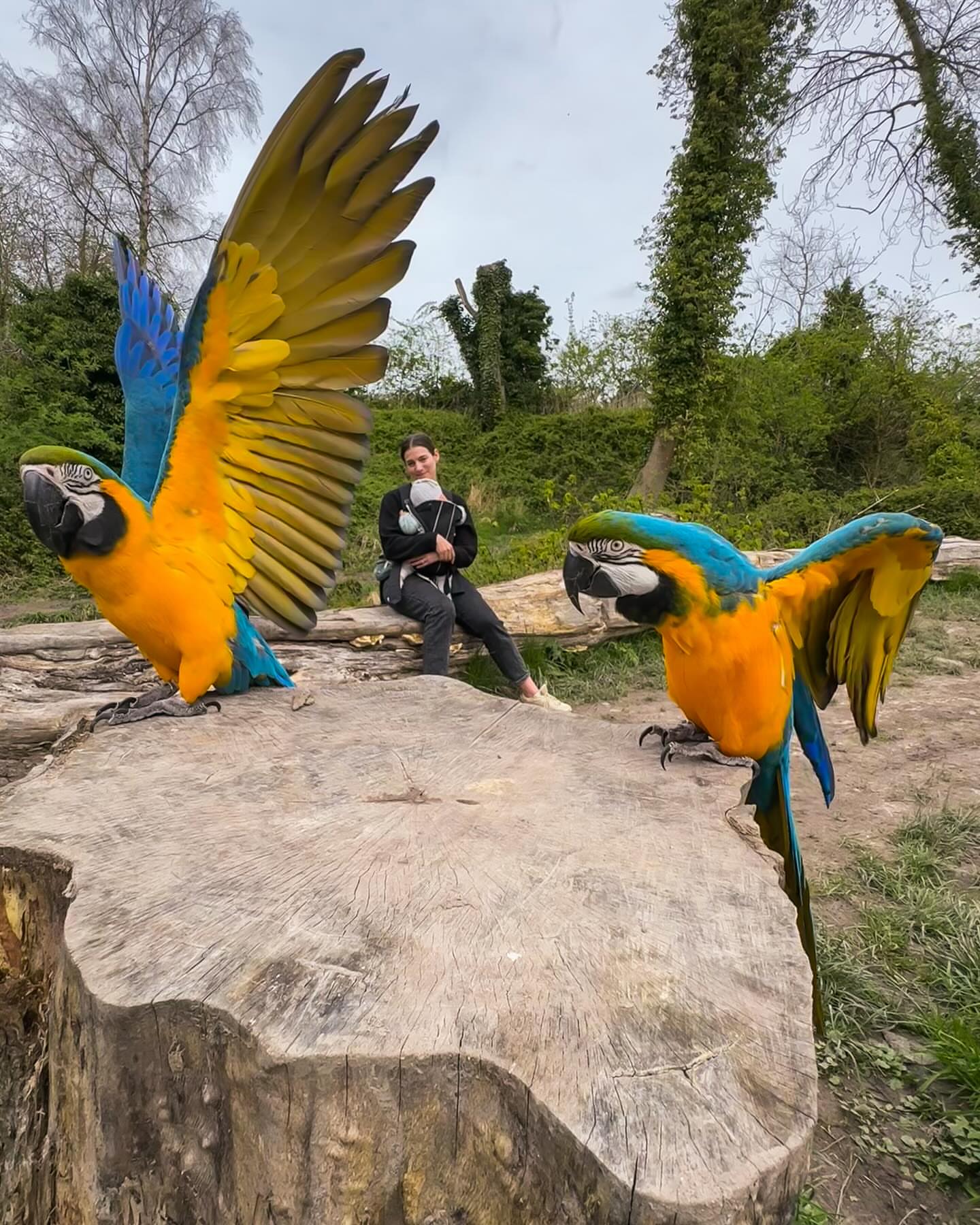 Rainbow Macaw Parrot