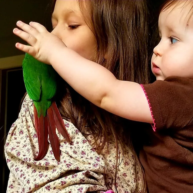 Parrots for Sale in Texas