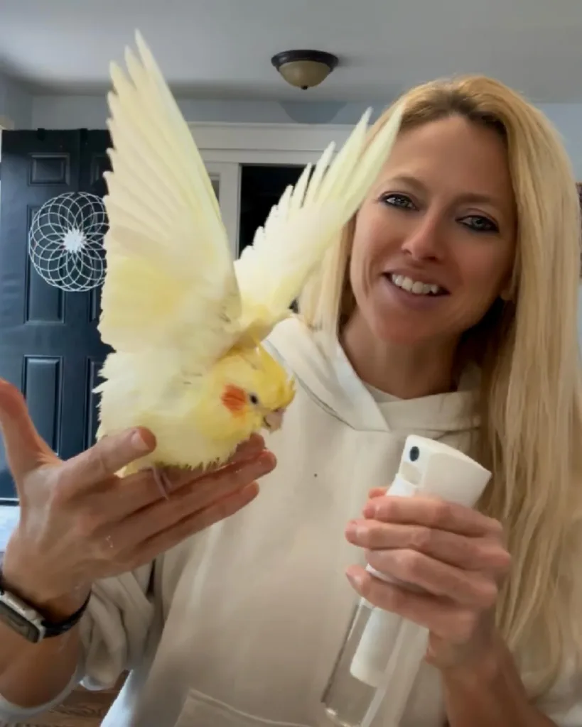 Albino Cockatiel Bird