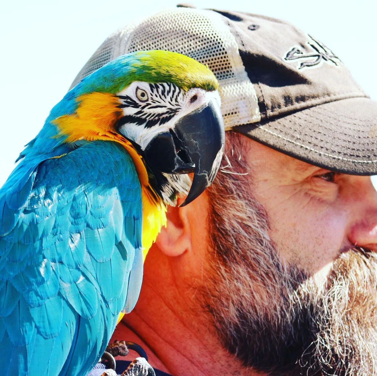 Reputable Parrot Breeders in Arizona