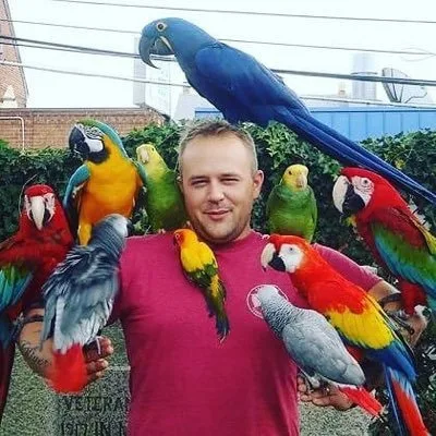 Red Crowned Amazon Parrot