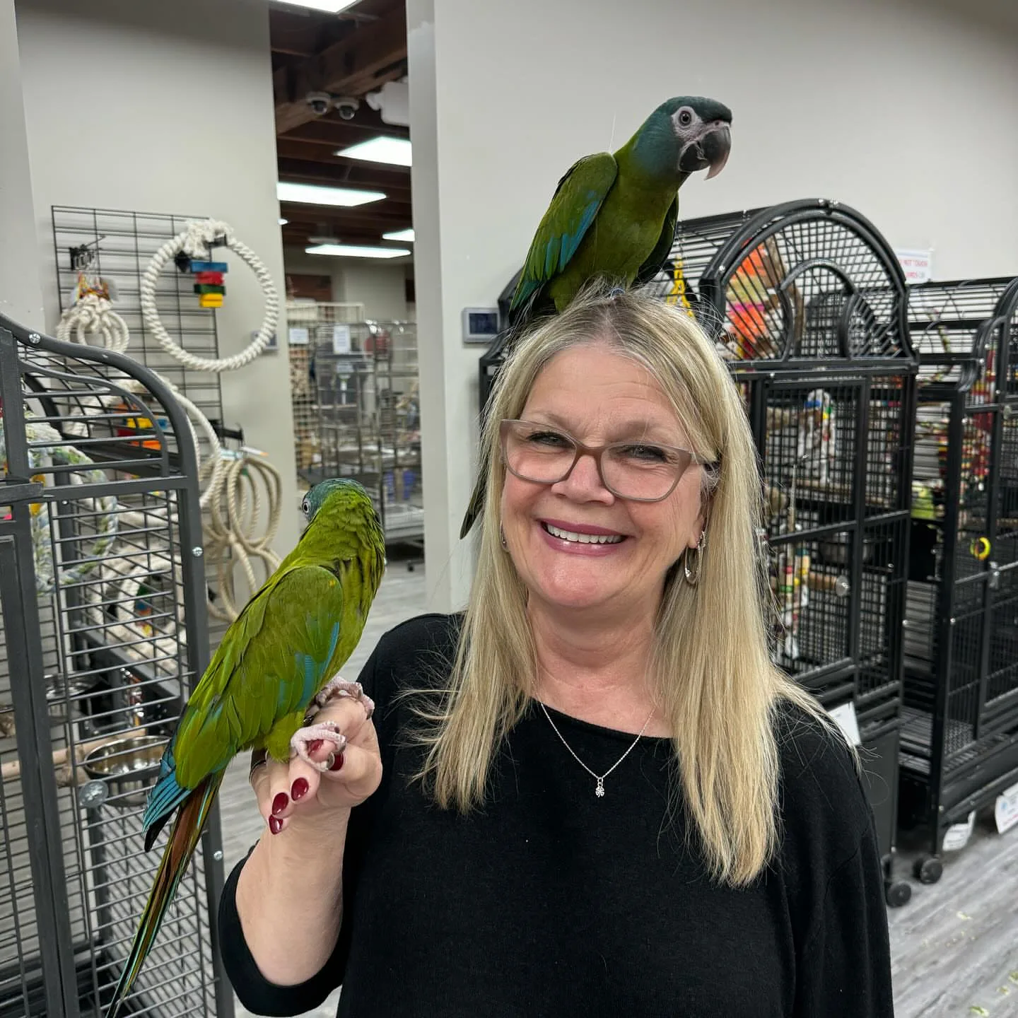 Parrots for Sale in Missouri