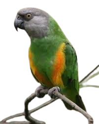 Senegal Parrot