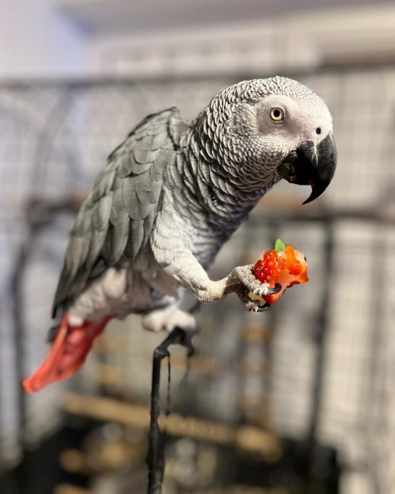 Best Foods for African Grey Parrots